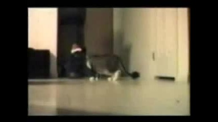 Котки - Смях 100%