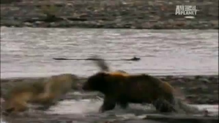 Вълци срещу мечка- Борба за оцеляване
