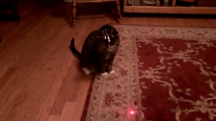 Да подлудиш котка с лазер