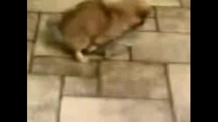 Dog Humps A Slipper