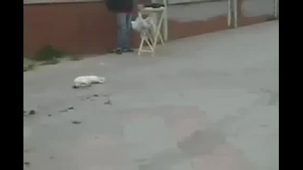 Котешко разочарование!