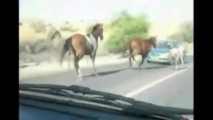 Horse tramples car