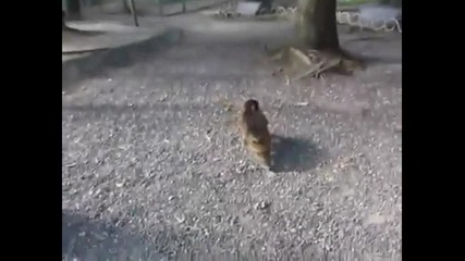 Маймунка се държи за малко прасенце 