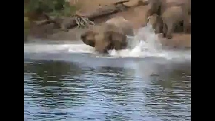 Крокодил захапва Слон