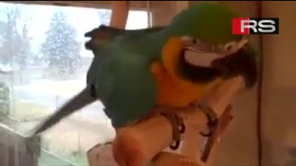 Папагал се смее като човек !