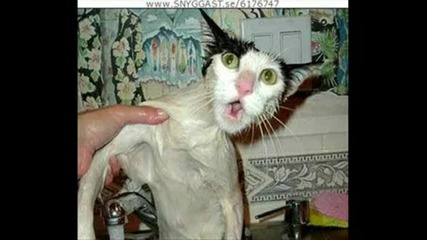 Funny Animals