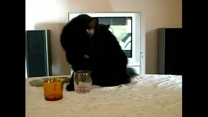 котка пие кафе и сок