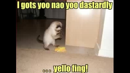 Смешни котки 2 част