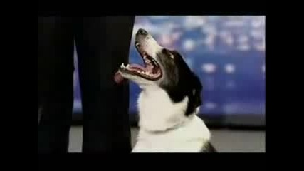 Британски Таланти: Най - Доброто, Танцуващо Куче