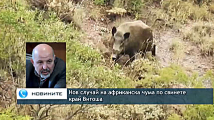 Нов случай на африканска чума по свинете в Югозападна България