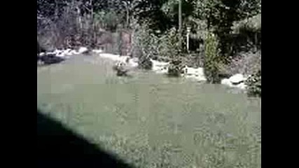 Kotka Goni Zaek (haha) Ludiii.wmv
