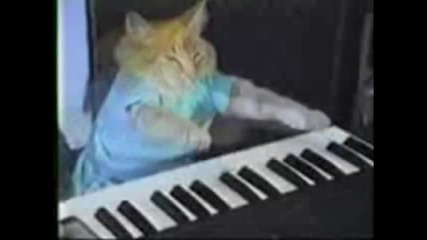 Котка свири рап