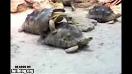 костенурки се опитват да правят секс