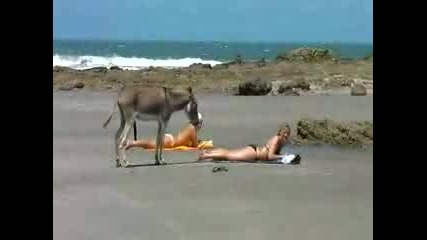 Магаре Се Дърви На 2 Яки Мадами