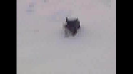 Kuche se bori sas snega