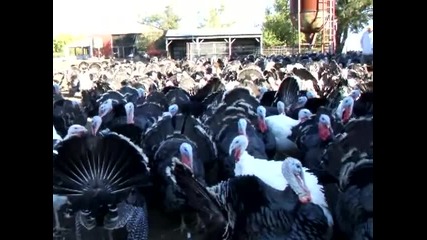 турчин казва здрасти