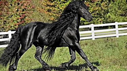Един от най красивите коне в света- фризиец