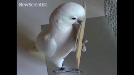 Ето колко умен може да бъде един папагал