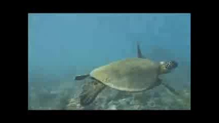 Подводна разходка и красотите на Хаваите