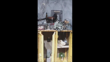 Пекинската разходка на Григор Димитров