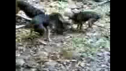 Кучета нападат борсук