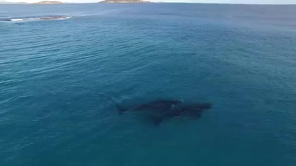 Мъж гребе в открито море в опасна близост до два огромни кита