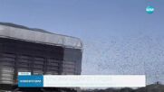 Феномен: Заснеха красив синхронен полет на ято скорци