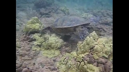 Swims with Turtle 