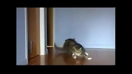 Котки правят дрифтове (funny)