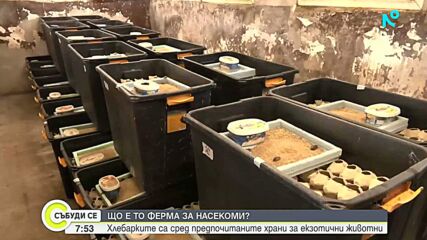 Ферма за насекоми: Защо едно семейство замени живота в София с този в село Стубел