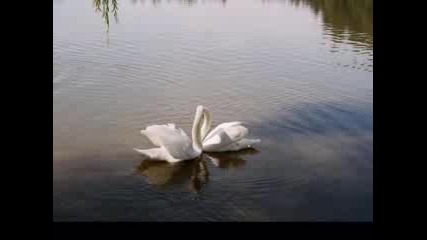 Yanni The Beauty Of Swans.avi