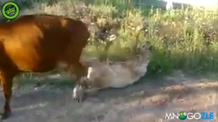 За малко да уцели - Смях