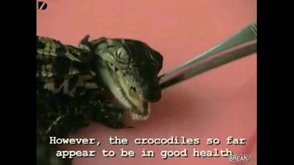 - Най - Малките крокодили! (залепени) 