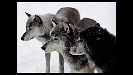 Cat Power - Werewolf