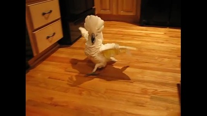 Папагал(качулато какаду) се ядосва на пода във кухнята и иска ласки от стопанина си