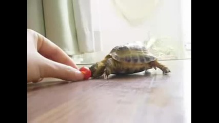 turtle vs tomato