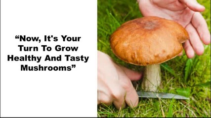 Mushroom Growing Made Easy