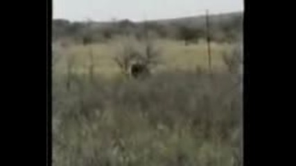 Lion Attacks Man