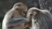 УМИЛИТЕЛНИ КАДРИ: Вижте как златни чипоноси маймунки се наслаждават на семеен излет (ВИДЕО)