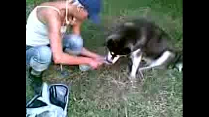 Куче