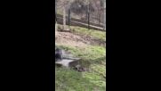 Мечешки релакс: любимият момент на Флоренция, уловен на видео