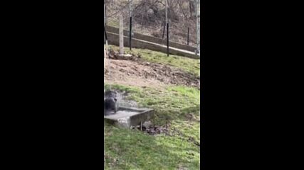Мечешки релакс: любимият момент на Флоренция, уловен на видео