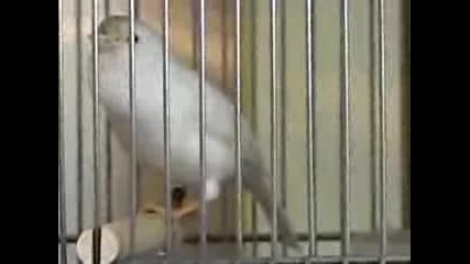 Бял канар !!!