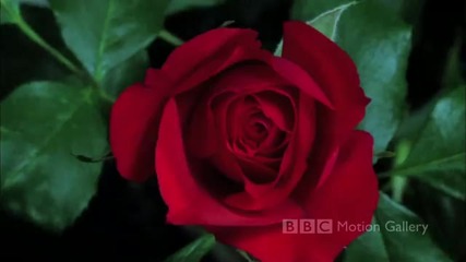 Bbc Hd In Full Bloom