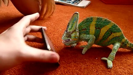 Хамелеон vs iphone