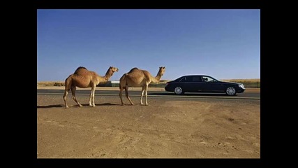 Какви коли карат в Дубай 