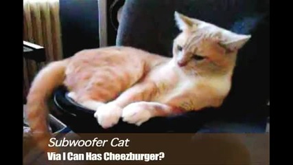 Subwoofer Cat 