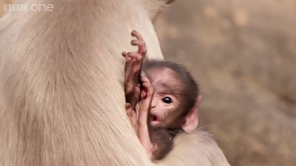 Възпитаването на бебето маймуна