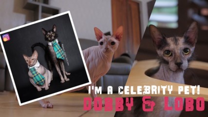 I'm a Celebrity Pet! Instagram’s Sphynx cats who’ll rule the world