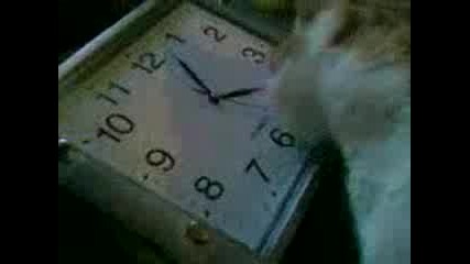 Kote Kolko E 4asa